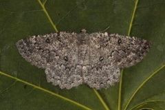 The Annulet (Charissa obscurata)