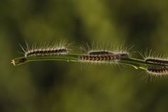 Eikespinner (Lasiocampa quercus)