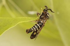 Raspberry Clearwing (Pennisetia hylaeiformis)
