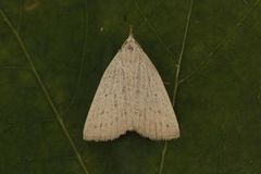 Punktviftefly (Macrochilo cribrumalis)