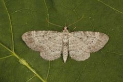 Bilberry Pug (Pasiphila debiliata)