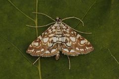 Brown China-mark (Elophila nymphaeata)