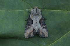 Double Lobed (Lateroligia ophiogramma)