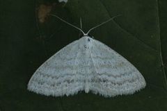 Lesser Cream Wave (Scopula immutata)