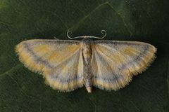 Purpurengmåler (Idaea muricata)