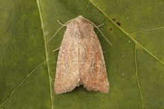 Mere Wainscot (Photedes fluxa)