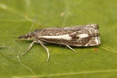 Svart nebbmott (Crambus heringiellus)