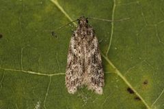 Grey Sallow Groundling (Gelechia muscosella)