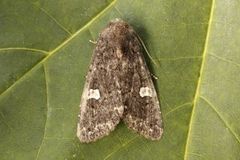 Svart hagefly (Melanchra persicariae)