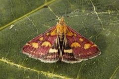 Common Purple & Gold (Pyrausta purpuralis)