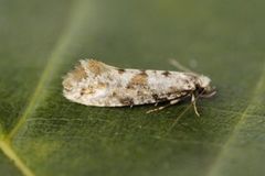 Nemaxera betulinella