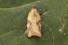 Mjødurtflatvikler (Acleris aspersana)