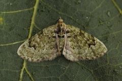The V-Pug (Chloroclystis v-ata)