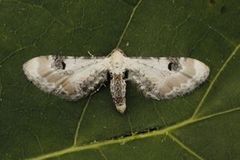 Hvit dvergmåler (Eupithecia centaureata)