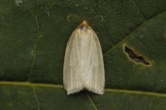 Timothy Tortrix (Zelotherses paleana)
