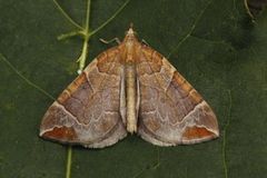 The Chevron (Eulithis testata)