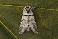 Poplar Kitten (Furcula bifida)