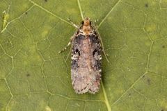 Large Purple Flat-body (Agonopterix liturosa)
