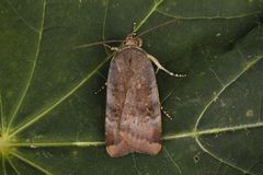 Lesser Broad-bordered Yellow (Noctua janthe)