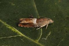 Nut Bud Moth (Epinotia tenerana)