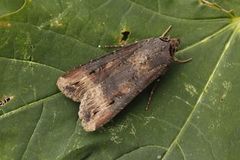 Dark Sword-grass (Agrotis ipsilon)