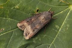 Langvingejordfly (Agrotis ipsilon)