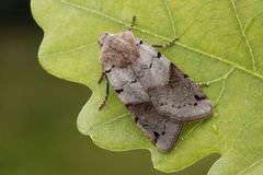 Brown-spot Pinion (Agrochola litura)