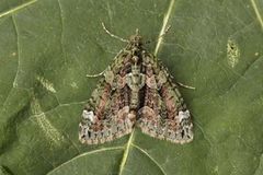 Red-green Carpet (Chloroclysta siterata)