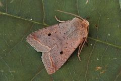 Red-line Quaker (Agrochola lota)