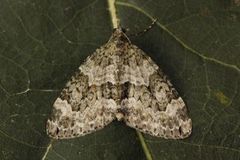 Autumn Green Carpet (Chloroclysta miata)
