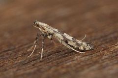 Clouded Slender (Caloptilia populetorum)