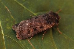Garden Dart (Euxoa nigricans)