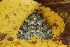 Autumn Green Carpet (Chloroclysta miata)