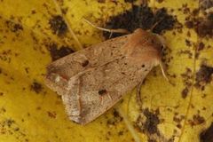 Yellow-line Quaker (Agrochola macilenta)