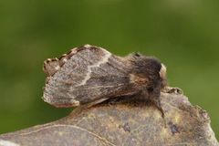 December Moth (Poecilocampa populi)