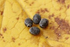 December Moth (Poecilocampa populi)