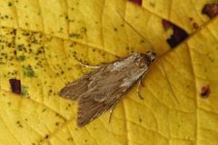 November Tubic (Diurnea lipsiella)