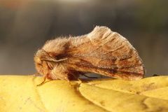 Plumed Prominent (Ptilophora plumigera)