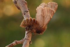 Fjærtannspinner (Ptilophora plumigera)
