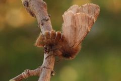 Plumed Prominent (Ptilophora plumigera)