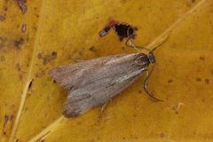 November Tubic (Diurnea lipsiella)