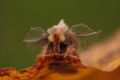 Plumed Prominent (Ptilophora plumigera)