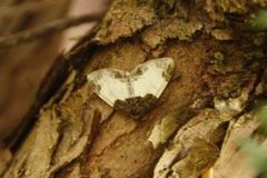 Bringebærmåler (Mesoleuca albicillata)