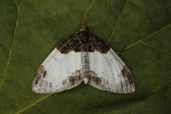 Beautiful Carpet (Mesoleuca albicillata)