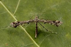 Svinerotfjærmøll (Amblyptilia punctidactyla)