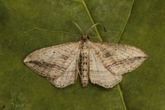 Oblique Carpet (Orthonama vittata)