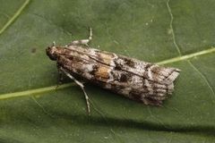 Furubarksmalmott (Dioryctria sylvestrella)