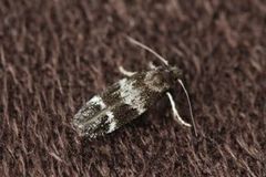 Kentish Cosmet (Mompha sturnipennella)