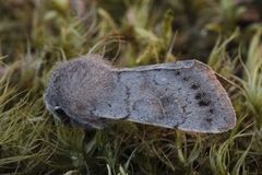 Lead-coloured Drab (Orthosia populeti)