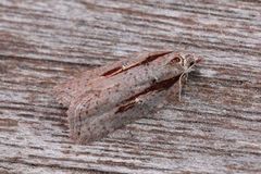 Seljeflatvikler (Acleris hastiana)